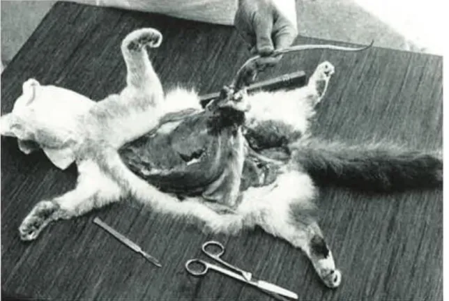 Fig.  5 : première incision ©Larsen, 1945  Fig.   6 : extraction de la queue ©Larsen, 1945 