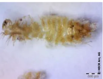 Fig. 8 Exosquelette d’une larve d’anthrène retrouvé sur  la natte pour essorer le fromage (82.4.6).