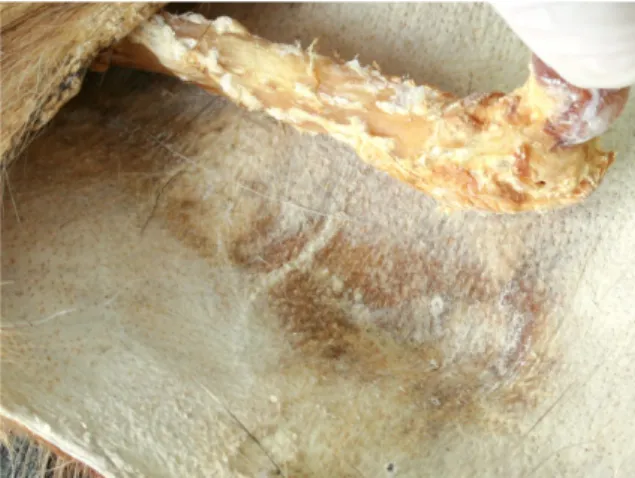 Fig. 19 : Brunissement du derme du spécimen 15 au  contact de l'os ©HECR Arc, Goetz, 2016