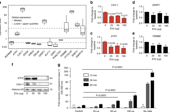 Figure 7 | Downregulation of miR-451a target genes in endothelial cells upon EV uptake