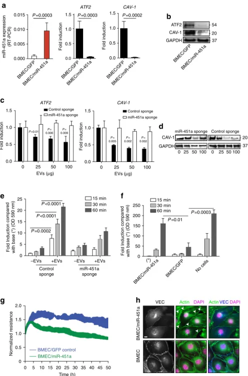Figure 8 | miR-451a alters endothelial barrier properties. (a,b) Effect of miR-451a over-expression