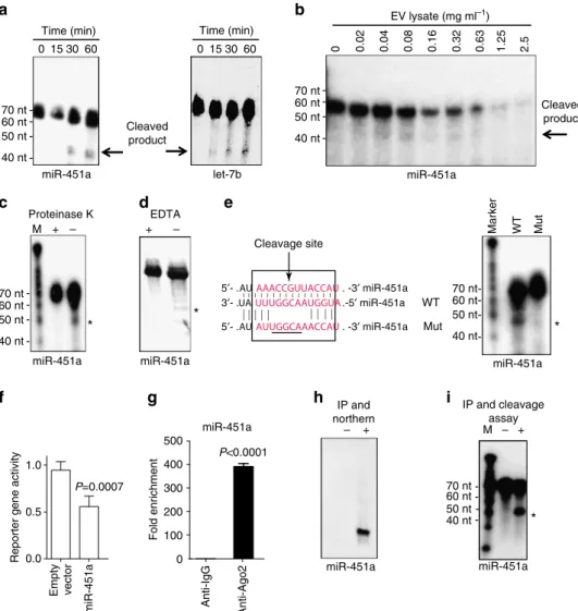 Figure 4 | Characterization of a functional Ago2-miRNA complex in EVs that are functionally competent in gene silencing