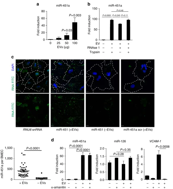 Figure 6 | Accumulation of miRNA in BMEC upon EV uptake. (a) Detection of miRNA by qRT-PCR