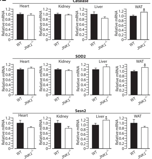 Figure S2. Expression of antioxidant genes in metabolically relevant  tissues. The expression of the FOXOs target genes catalase and SOD2  and the AP1 target gene Sesn2 was measured by qPCR in heart, kidney, liver and adipose tissue.