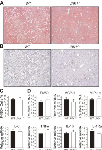 Figure 3. JNK1 2/2 mice display sustained protection against HFD-induced steatosis, but not against liver inﬂammation