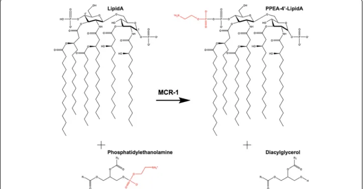 Fig. 1 Structure of lipid A of E. coli showing reaction catalyzed by MCR-1. Phosphatidylethanolamine ’ s R1 and R2 groups are constituted of acyl chains