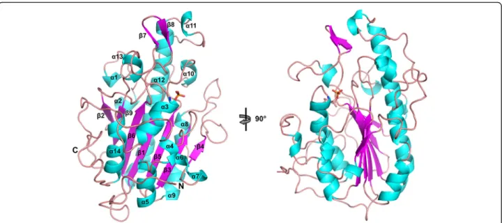 Fig. 2 Structure of the catalytic domain of MCR-1 phosphoethanolamine transferase. Secondary structure elements are depicted as a ribbon model and colored in cyan (helices), purple (strands), and salmon (loops)