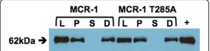 Fig. 6 Immunoblot indicating expression levels and localization of N-terminal His-tagged, full-length wild-type MCR-1 (lane 1 – 4) and T285A (lane 5 – 8) mutant