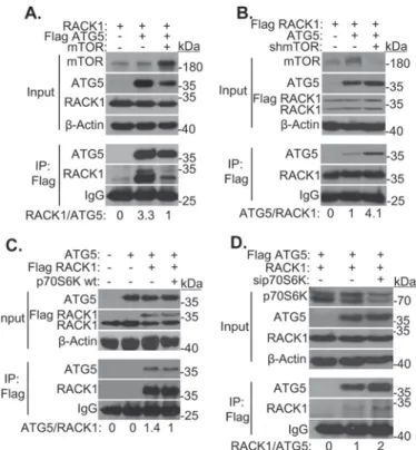 FIGURE 5. Role of mTOR-p70S6K pathway in the regulation of RACK1- RACK1-ATG5 interaction