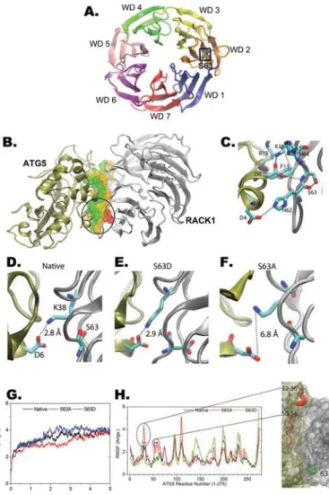 FIGURE 7. RACK1-ATG5 interaction model. A, schematic representation of human RACK1 (Protein Data Bank code 4AOW)