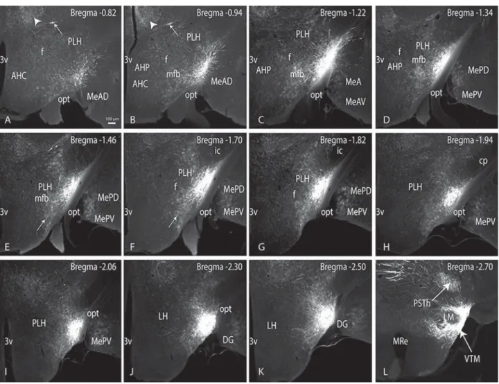 Figure 3. Epifluorescent images of 12 consecutive coronal sections through the parvafox nucleus, which was cut in a rostral (A)-to-caudal (L) direction [Bregma  –0.82 mm (A) to Bregma  –2.70 mm (L)]