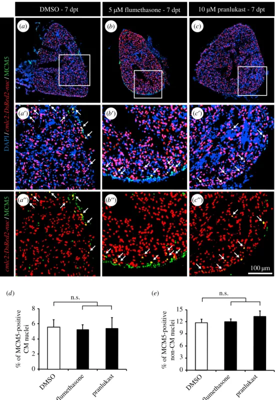 Figure 4. Wide anti-inflammatory drugs do not affect CM proliferation after thoracotomy