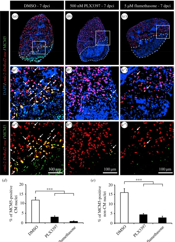 Figure 6. Inhibition of inflammation strongly decreases CM proliferation after cryoinjury