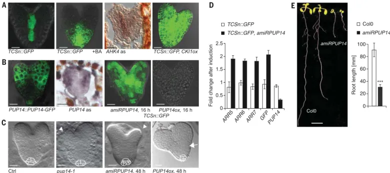 Fig. 1. PUP14 function in embryo and seedlings. (A) Heart-stage embryos subjected to 16 hours of mock treatment, 16 hours of treatment with 10 mM BA, 16 hours of hybridization with AHK4 antisense (as) RNA, and 16 hours of CKI1 expression from a35S&gt;ALC&g