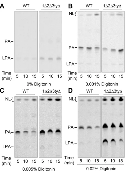 Fig 6. 1 Δ 2 Δ 3ty Δ mutants have unstable membranes and increased GPAT and AGPAT activities