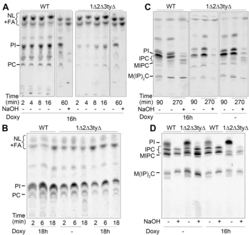 Fig 4. Lipid biosynthesis of 1 Δ 2 Δ 3ty Δ mutants assessed by metabolic labeling. (A – C) WT or 1 Δ 2 Δ 3ty Δ cells incubated with or without 10 μ g/ml Doxy for the indicated times in YPD (A) or YPD + 1.4 M sorbitol (B), were radiolabeled with [ 3 H]-C16: