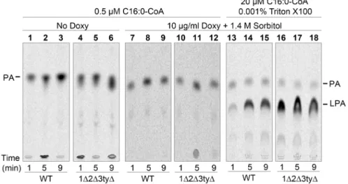 Fig 5. Increased microsomal GPAT and AGPAT activity in flc mutants grown on Doxy. Microsomes were produced from WT or 1 Δ 2 Δ 3ty Δ cells grown for 16 h in the absence or presence of the indicated concentrations of Doxy and sorbitol, and labeled using 10 μ