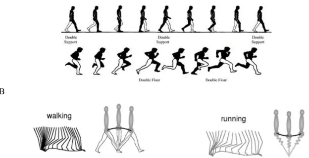 Abbildung 1. A) Gang- und Laufzyklus. Während beim Gehen eine Phase der doppelten Unterstützung (double  support) vorkommt, existiert beim Laufen eine Flugphase (double float)