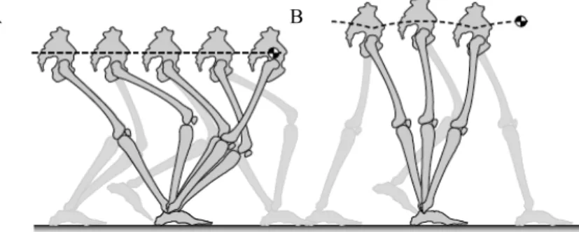 Abbildung  2.  Zwei  Modelle  des  menschlichen  Gehens.  A)  Die  sechs  Determinanten  vom  Gang  beschreiben  kleine  Bewegungen,  welche  vom  Körper  gemacht  werden,  um  vertikale  und  laterale  Verschiebungen  vom  Körperschwerpunkt zu reduzieren