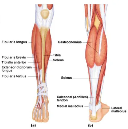 Fig. 6 : Illustration des muscles inférieurs de la jambe