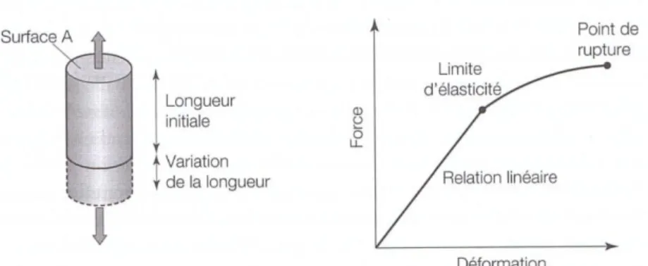 Fig. 7: Contrainte (force par unité de surface) et déformation d'un corps solide. A gauche,  force  s'exerçant  sur  une  surface  solide