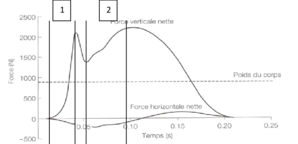 Fig.  2:  Forces  horizontale et  verticale  nettes  durant  la  phase d'appui  de  la  course