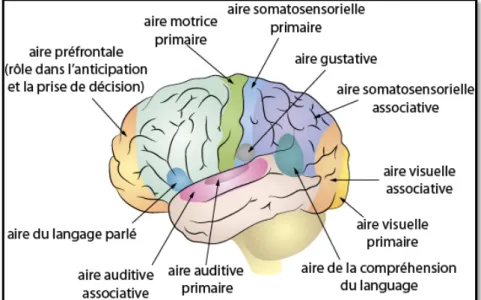 Fig. 1: Les aires corticales. 