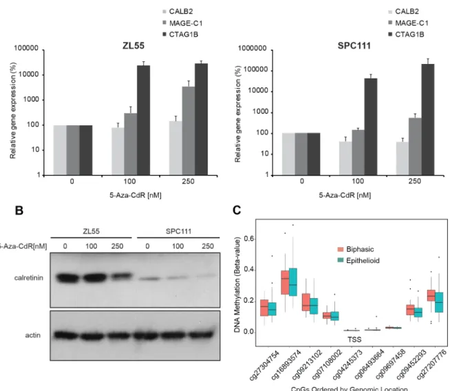 Figure 2: Promoter methylation does not regulate calretinin expression in cell lines and tumor samples