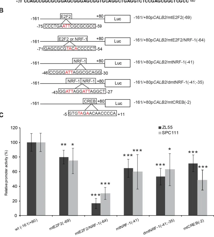 Figure 4: Effect of site-directed mutagenesis of transcription factor binding sites on the –161/+80bp CALB2 promoter  activity