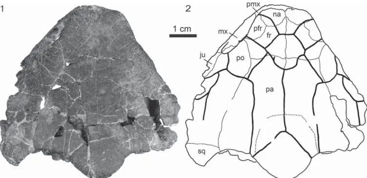 Figure 2. The dorsal skull roof of the holotype of Neurankylus torrejonensis (NMMNH P-9049), Paleocene (Torrejonian) of New Mexico