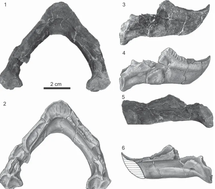 Figure 3. The lower jaw of the holotype of Neurankylus torrejonensis (New Mexico Museum of Natural History and Science P-9049), Paleocene (Torrejonian) of New Mexico