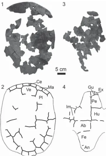 Figure 4. The carapace and plastron of the holotype of Neurankylus torrejonensis (NMMNH P-9049), Paleocene (Torrejonian) of New Mexico.