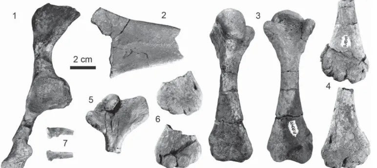 Figure 5. Photographs of the appendicular elements of the holotype of Neurankylus torrejonensis (NMMNH P-9049), Paleocene (Torrejonian) of New Mexico