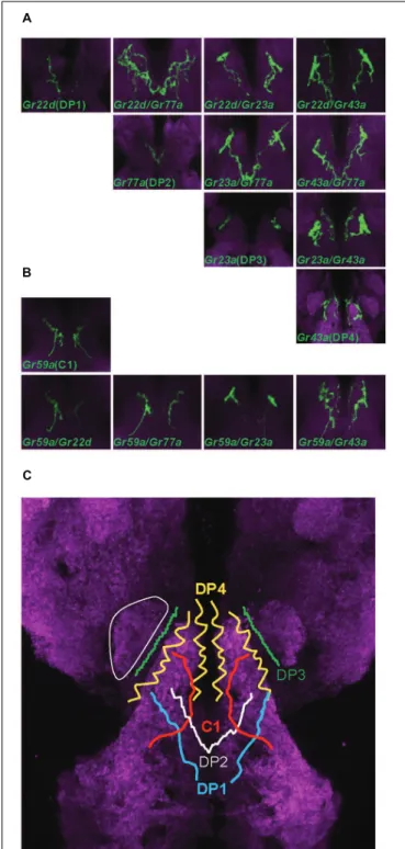 FIGURE 2 | Projection patterns of dorsal pharyngeal GRNs in the larval brain. (A) Four Gr-GAL4 drivers that each express in a single pair of GRNs in the DPS were individually analyzed for projection patterns in the SOG of the larval brain, and also in pair