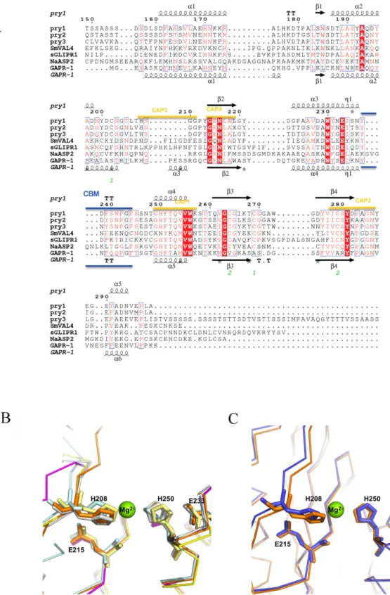 Figure 4.  CAP protein motifs. (A) Structural features of Pry1CAP and primary sequence alignment with  selected representative CAP proteins