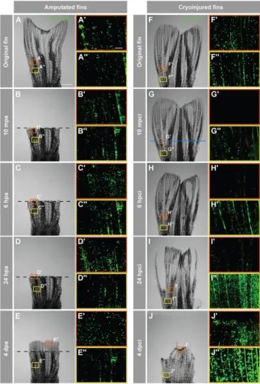 Fig. 3. Accumulation of neutrophils in the damaged tissue indicates an acute inflammatory response after cryoinjury