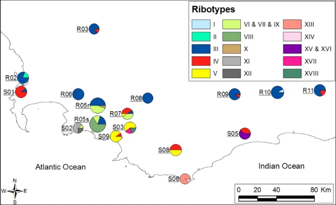 Figure S3 Geographic distribution of 15 ITS ribotypes found in E. coccinea once  indels were removed