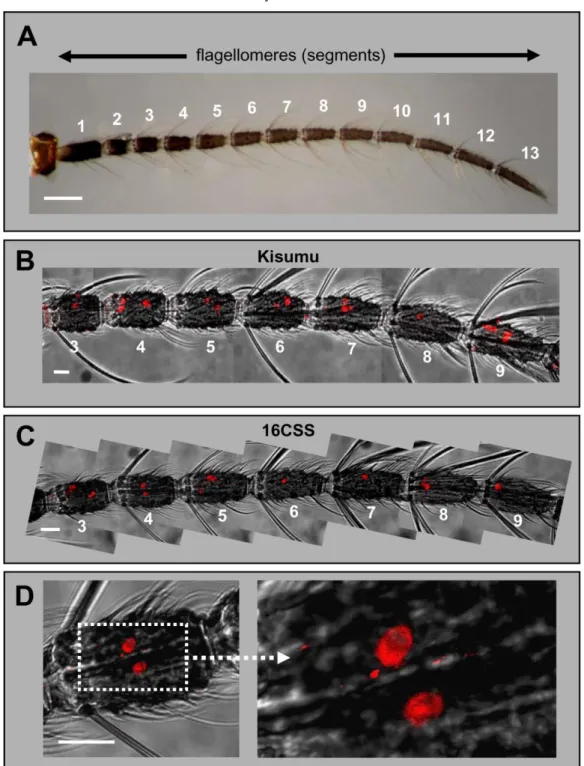 Fig. 1. Expression of AgOR1 in the female antenna. A, Brightfield image of an antenna from an A
