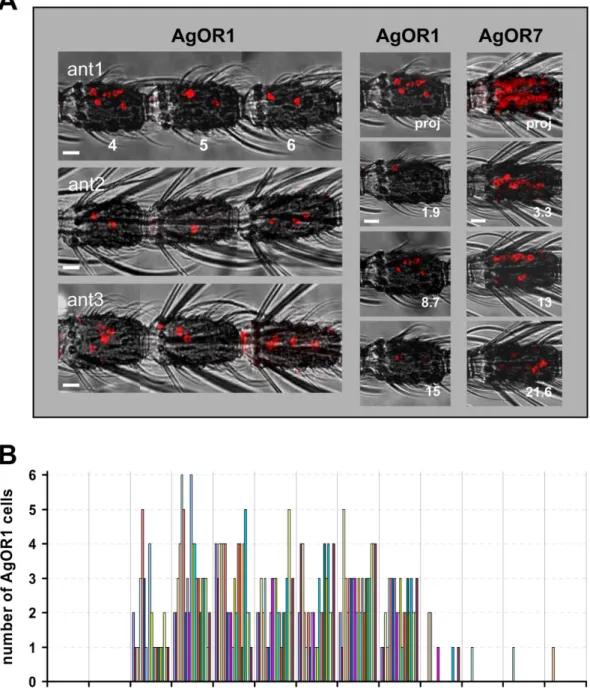 Fig. 2. Topography of AgOR1-expressing cells on the female antenna. A, WM-FISH using a DIG-labelled AgOR1 antisense  RNA probe and visualization by red fluorescence