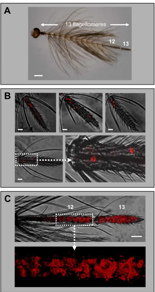 Fig.  3.  Expression  of  AgOR1  and  AgOR7 in the antennae of males. A,  Antenna  of  an  A