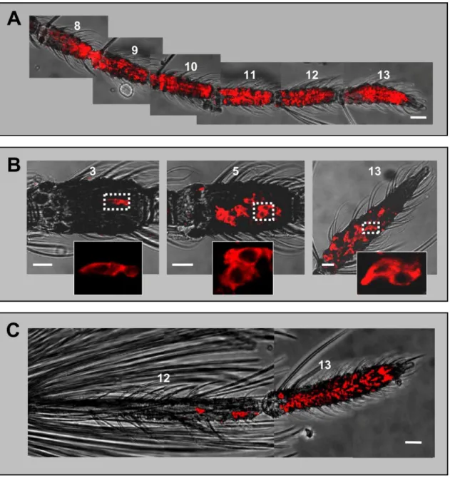 Fig. 5. AgOBP1 expression in female and male antennae. WM-FISH using a probe for AgOBP1 on antennae of A