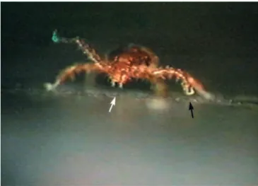 Table 1. Behavioural reaction of masked Ixodes ricinus nymphs after the first contact with a wet surround at the border of a circular dry patch (diameter 20 mm)