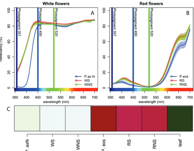 Figure II.4 $$P. axillaris, P. exserta and their respective  introgression lines. Comparison of the colour of the top side of the corolla of white  phenotypes (A) and the red phenotypes (B)