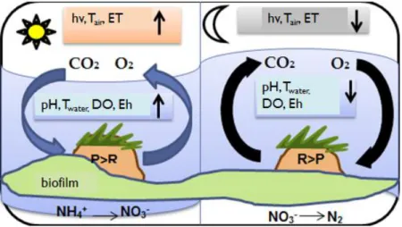 Figure  2  The  diurnal  variation  of  the  bio-chemical  processes  affecting  the  various  water  quality  indicators  in  an  aquatic  system