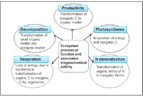 Figure 3 Ecosystem processes/functions and associated biogeochemical activities – the transformation  of carbon (C) and nitrogen (N) through the biogeochemical processes is shown