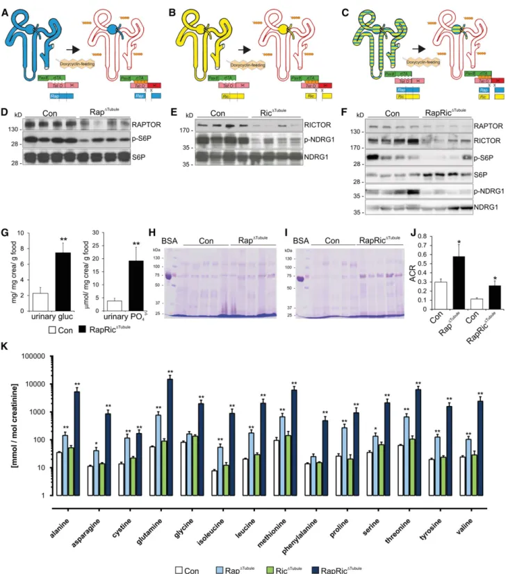 Figure 1. Proximal tubular deletion of mTORC1 leads to a Fanconi like syndrome. (A – C) Schematic of recombination strategy and site of inducible Pax8rtTA 3 TetOCre – mediated (A) Raptor, (B) Rictor, and (C) double knockout within the tubular system