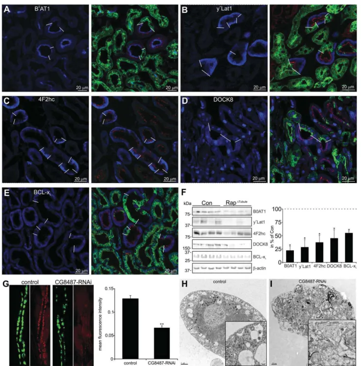 Figure 5. Reduced expression of transport proteins and regulators of endocytosis can be found in proximal tubular cells of Rap DTubule mice