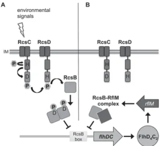 Fig. 8. Schematic model of RcsB-RflM-dependent regulation of flhDC transcription.