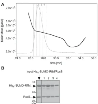 Fig. 1. RcsB and RflM interact in a bacterial-two-hybrid assay. In vivo protein-protein interactions between RcsB and RflM were determined using a transcription-based bacterial-two-hybrid assay of a lacZ reporter construct