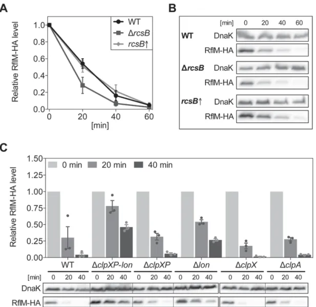 Fig. 3. RflM protein stability is affected by RcsB and Lon protease. RflM-HA protein levels were determined after stopping of protein synthesis in mutant strains to determine RflM stability